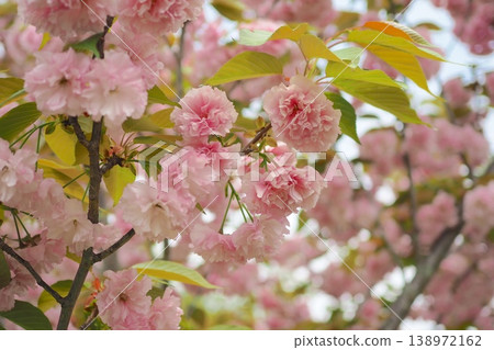 春天,鶴見綠地公園裡盛開著重瓣櫻花。 春天,鶴見綠地公園裡盛開著重瓣櫻花。 138972162
