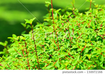 鮮嫩綠葉的季節:一片翠綠的海洋中點綴著垂吊燈花(Enkianthus perulatus)。 鮮嫩綠葉的季節:一片翠綠的海洋中點綴著垂吊燈花(Enkianthus perulatus)。 138972166