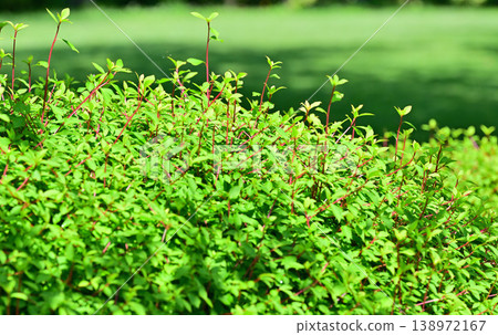 The season of fresh green leaves: Enkianthus perulatus in a sea of vibrant green. 138972167