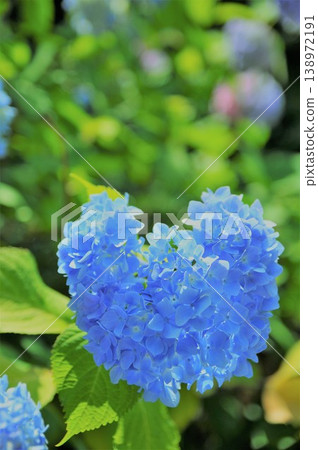 Heart shaped hydrangea Heart shaped hydrangea 138972191