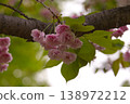 A close-up of pale pink spring flowers against a blue sky. 138972212