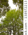 A view looking up at trees with vibrant new green leaves. 138972213