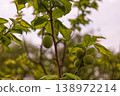 Close-up of green plums ripening on a branch 138972214