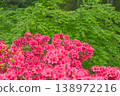 Vibrant pink azaleas against a backdrop of dazzling new greenery. 138972216