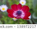 A single red anemone blooms in the spring sunlight. 138972217