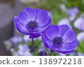 A close-up of a brightly blooming blue anemone flower. 138972218