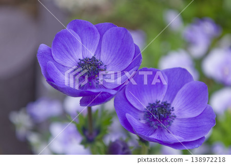 A close-up of a brightly blooming blue anemone flower. A close-up of a brightly blooming blue anemone flower. 138972218