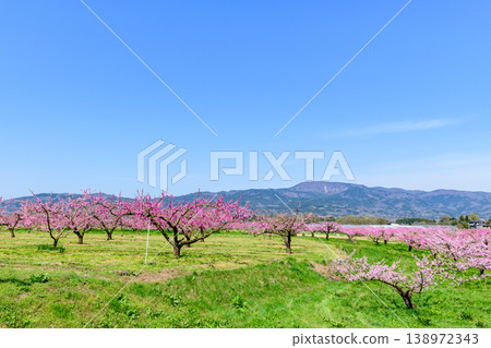 Peach blossoms in full bloom at Pocket Park in Koori Town, Fukushima Prefecture. Peach blossoms in full bloom at Pocket Park in Koori Town, Fukushima Prefecture. 138972343