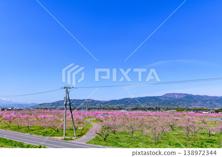 Peach blossoms in full bloom at Pocket Park in Koori Town, Fukushima Prefecture. Peach blossoms in full bloom at Pocket Park in Koori Town, Fukushima Prefecture. 138972344