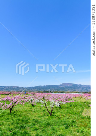 Peach blossoms in full bloom at Pocket Park in Koori Town, Fukushima Prefecture. Peach blossoms in full bloom at Pocket Park in Koori Town, Fukushima Prefecture. 138972351