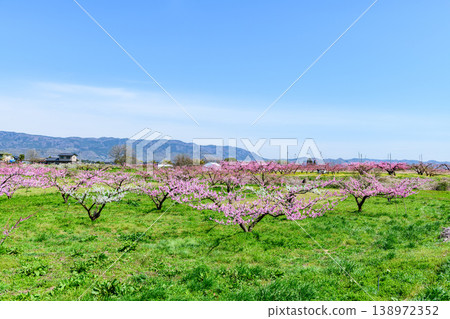 Peach blossoms in full bloom at Pocket Park in Koori Town, Fukushima Prefecture. Peach blossoms in full bloom at Pocket Park in Koori Town, Fukushima Prefecture. 138972352