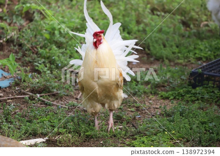 A chicken moving with its wings spread. 138972394