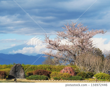 Shizuoka Prefecture: Nihondaira, a famous spot for cherry blossoms and views of Mt. Fuji, April Shizuoka Prefecture: Nihondaira, a famous spot for cherry blossoms and views of Mt. Fuji, April 138972446
