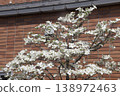 Dogwood 138972463