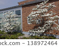 Dogwood 138972464