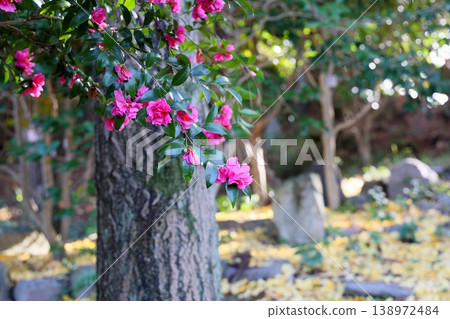 Vivid camellia flowers Vivid camellia flowers 138972484