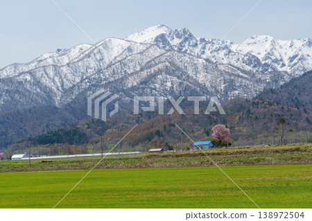 Spring scenery of cherry blossoms with snow-capped Mt. Ashibetsu and the Yamabe district of Furano City, Hokkaido. Spring scenery of cherry blossoms with snow-capped Mt. Ashibetsu and the Yamabe district of Furano City, Hokkaido. 138972504