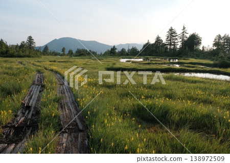 夏季的尾瀨和日向岳的沼澤地上遍布著成片的金雞菊和池塘,木棧道和高山植物在晨光中閃閃發光。 夏季的尾瀨和日向岳的沼澤地上遍布著成片的金雞菊和池塘,木棧道和高山植物在晨光中閃閃發光。 138972509