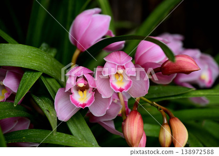 A beautiful orchid with pink petals. A beautiful orchid with pink petals. 138972588