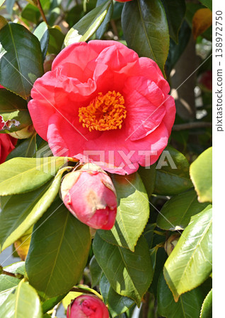 樹·山茶花山茶花 樹·山茶花山茶花 138972750