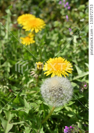 Plant - Dandelion (Asteraceae family) 138972753