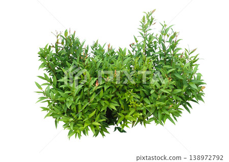 Syzygium paniculatum Eugenia Shrub Syzygium paniculatum Eugenia Shrub 138972792