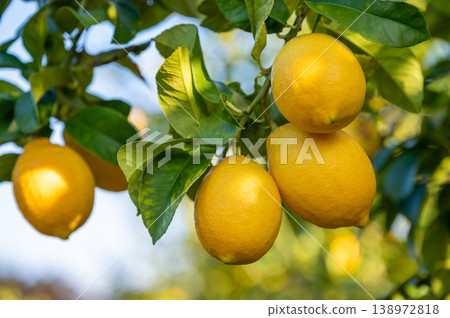 Lemons fruit on trees Lemons fruit on trees 138972818