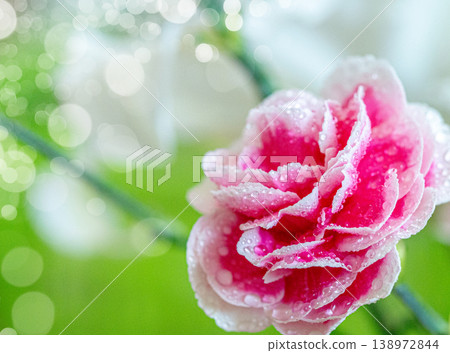 Beautiful pink and white carnations 138972844