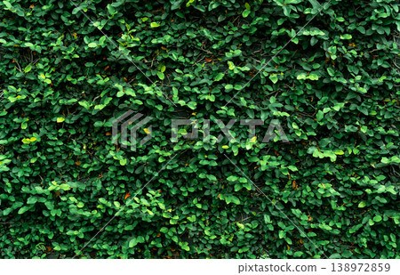 Climbing plant on the wall. Small green leaves texture background. Ornamental plant in the garden. Eco wall. Many climbing plant leaves on wall reduce dust in air. Tropical garden. Clean environment. Climbing plant on the wall. Small green leaves texture background. Ornamental plant in the garden. Eco wall. Many climbing plant leaves on wall reduce dust in air. Tropical garden. Clean environment. 138972859