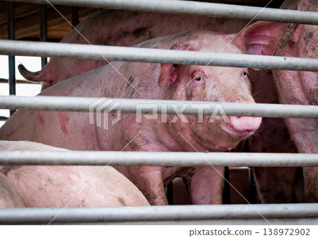 Pigs in truck transport from farm to slaughterhouse. Meat industry. Animal meat market. Animals rights concept. Pig suffering during delivery to pork processing factory. Swine flu (H1N1 virus)carrier. Pigs in truck transport from farm to slaughterhouse. Meat industry. Animal meat market. Animals rights concept. Pig suffering during delivery to pork processing factory. Swine flu (H1N1 virus)carrier. 138972902