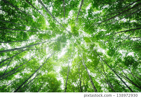 Bottom-up view green mangrove forest canopy. Natural carbon sink fight climate change. Sustainability in carbon-neutral ecosystems. Green and sustainable environment. Natural carbon capture solution. 138972930