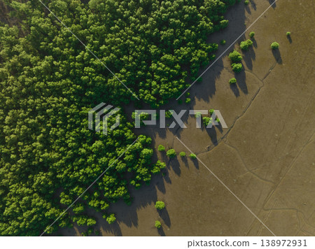Green mangrove forest with morning sunlight. Mangrove ecosystem. Natural carbon sinks. Mangroves capture CO2 from the atmosphere. Blue carbon ecosystems. Mangroves absorb carbon dioxide emissions. Green mangrove forest with morning sunlight. Mangrove ecosystem. Natural carbon sinks. Mangroves capture CO2 from the atmosphere. Blue carbon ecosystems. Mangroves absorb carbon dioxide emissions. 138972931