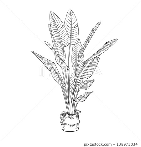 Bird of Paradise Plant in pots Line Art Bird of Paradise Plant in pots Line Art 138973034