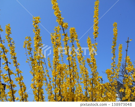 Yellow forsythia stretching straight up into the blue sky Yellow forsythia stretching straight up into the blue sky 138973048