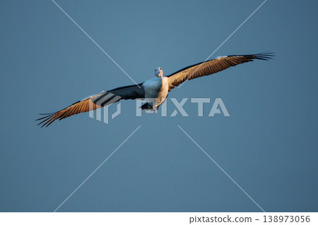 Australian Pelican in flight 138973056
