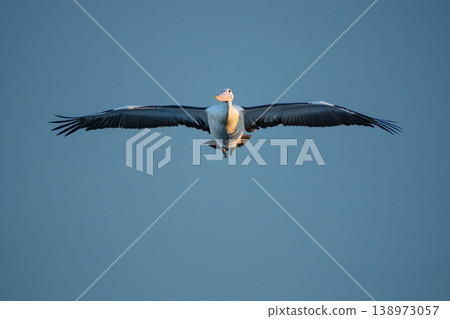 Australian Pelican in flight 138973057