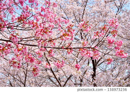 The cherry tree with a split back of a Katsura tree The cherry tree with a split back of a Katsura tree 138973236