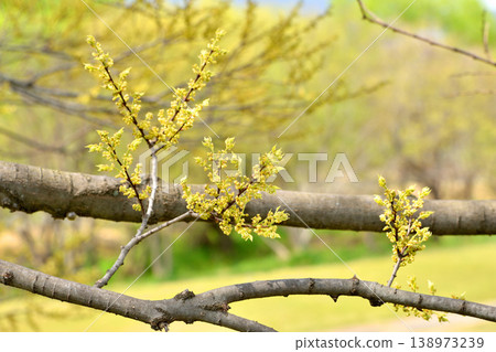 New shoots of a giant tree New shoots of a giant tree 138973239