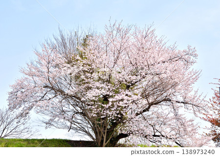 The cherry tree with a split back of a Katsura tree The cherry tree with a split back of a Katsura tree 138973240