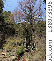 Big tree of Katsura 138973398
