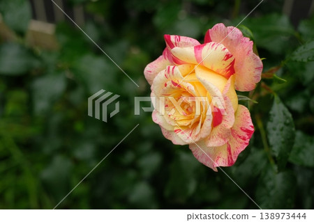 Roses in full bloom by Maurice Utrillo, with beautiful striped petals. Roses in full bloom by Maurice Utrillo, with beautiful striped petals. 138973444