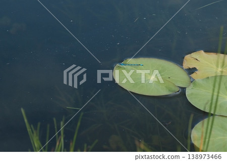 A graphic tranquility: Water lily leaves floating on the surface of a pond in Oze in summer, and a blue damselfly resting its wings. A graphic tranquility: Water lily leaves floating on the surface of a pond in Oze in summer, and a blue damselfly resting its wings. 138973466