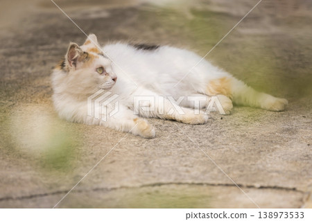 宮古島的貓 138973533