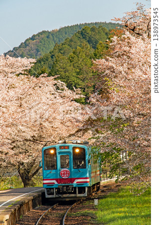 一列火車停靠在樽海鐵道的谷組口站，櫻花正值盛開。 138973545