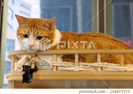 ginger and white tabby cat resting on shelf by window 138973553