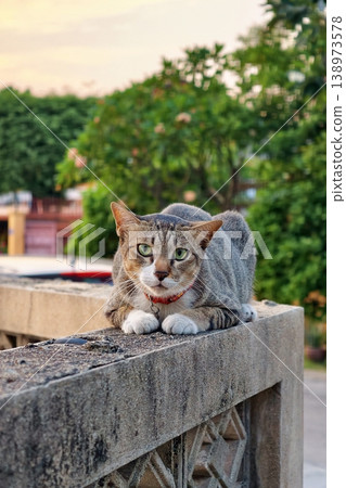 Portrait of cute tabby brown cat with red collar sit over old wall Portrait of cute tabby brown cat with red collar sit over old wall 138973578