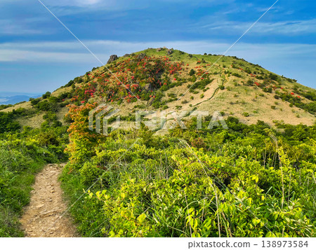 A mountainside covered in blooming Rhododendron kiusianum unfolds at the end of the hiking trail—a scene of early summer. A mountainside covered in blooming Rhododendron kiusianum unfolds at the end of the hiking trail—a scene of early summer. 138973584