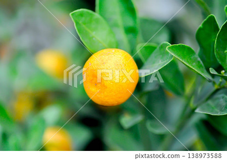 citrus japonica thunb, Citrus madurensis Lour or Citrus microcarpa Bunge or cumquats or kum quat or Kumquats or rutaceae or orange tree or small orange citrus japonica thunb, Citrus madurensis Lour or Citrus microcarpa Bunge or cumquats or kum quat or Kumquats or rutaceae or orange tree or small orange 138973588