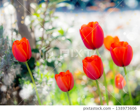Bright red tulips in full bloom Bright red tulips in full bloom 138973606