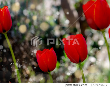 Bright red tulips in full bloom Bright red tulips in full bloom 138973607
